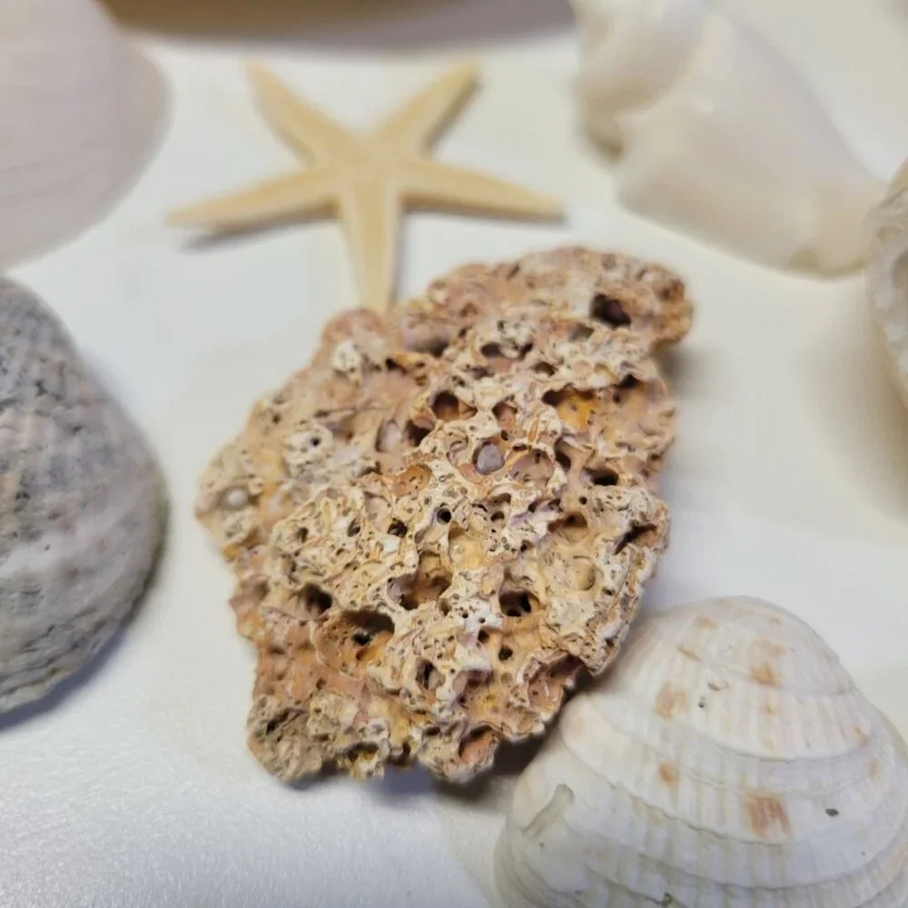 Nautical Seashell Lot Decor Starfish Mixed Sizes‎ Colors Half Clam 25 Pieces